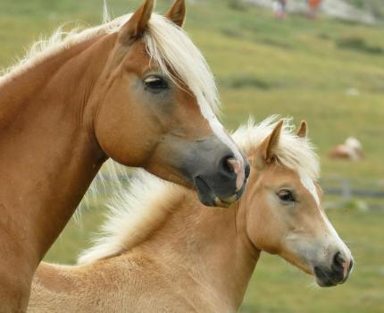 Zwei Haflinger-Pferde