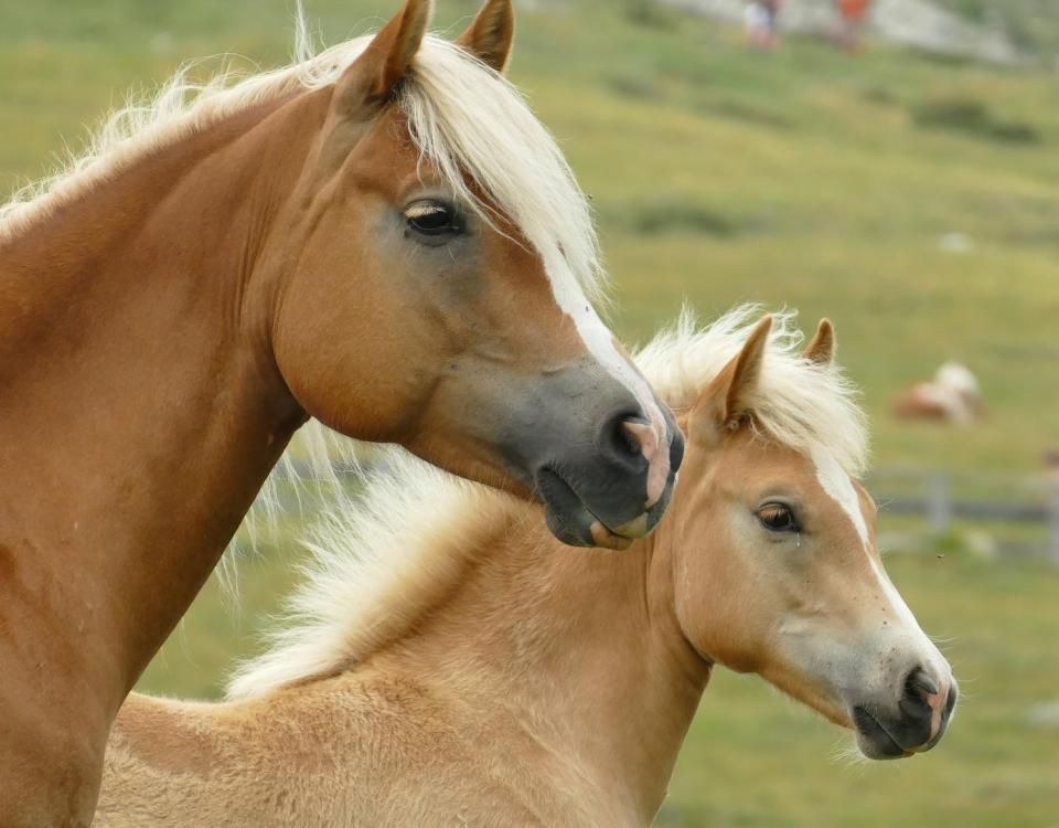 Zwei Haflinger-Pferde