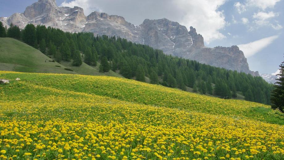 Die Seiser Alm im Sommer